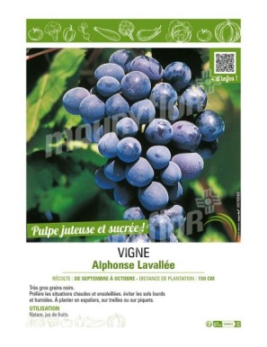 VIGNE ALPHONSE LAVALLÉE