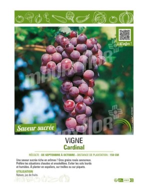 VIGNE CARDINAL