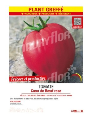 TOMATE CŒUR DE BŒUF rose Plant greffé