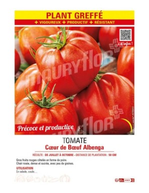 TOMATE CŒUR DE BŒUF ALBENGA Plant greffé