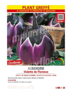 AUBERGINE VIOLETTE DE FLORENCE Plant greffé