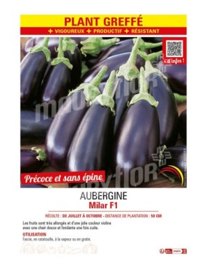 AUBERGINE MILAR F1 Plant greffé