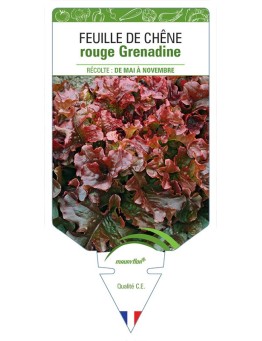 (LAITUE) FEUILLE DE CHÊNE ROUGE GRENADINE