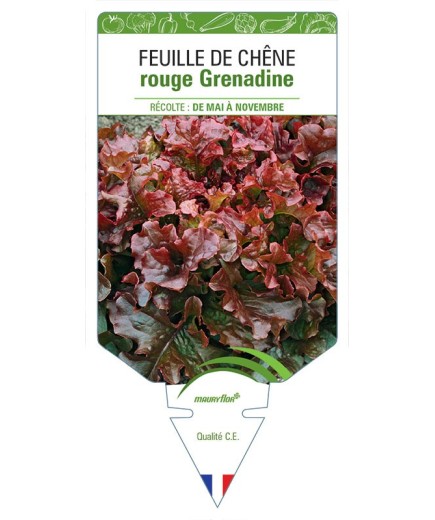 (LAITUE) FEUILLE DE CHÊNE ROUGE GRENADINE