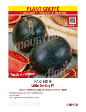 PASTÈQUE LITTLE DARLING F1 Plant greffé