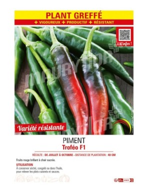 PIMENT TROFÉO F1 Plant greffé