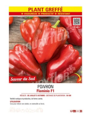 POIVRON FLAMINIO F1 Plant greffé