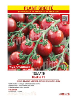 TOMATE COOKIE F1 Plant greffé