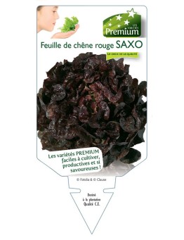 (LAITUE) FEUILLE DE CHÊNE ROUGE SAXO