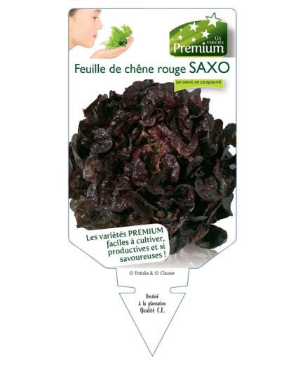 (LAITUE) FEUILLE DE CHÊNE ROUGE SAXO