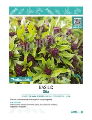 BASILIC SITA