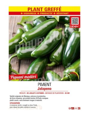 PIMENT JALAPENO Plant greffé