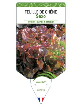 (LAITUE) FEUILLE DE CHÊNE SAXO