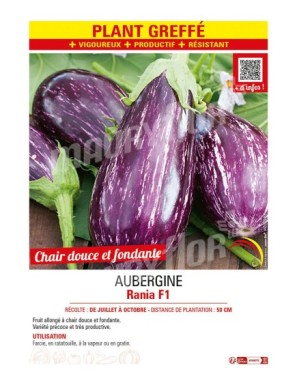 AUBERGINE RANIA F1 Plant greffé