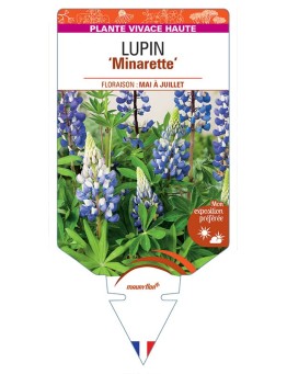 LUPINUS 'Minarette' (bleu) *