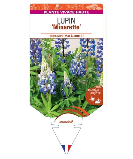 LUPINUS 'Minarette' (bleu) *