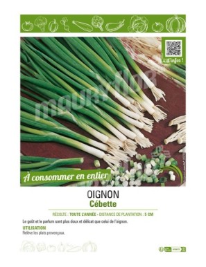 OIGNON CÉBETTE