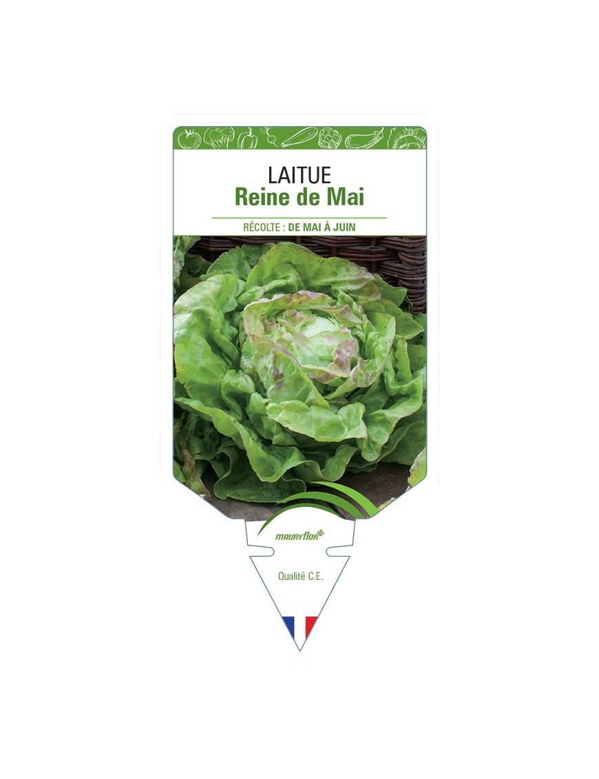 LAITUE (POMMÉE) REINE DE MAI