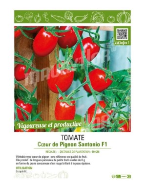 TOMATE CŒUR DE PIGEON SANTONIO F1