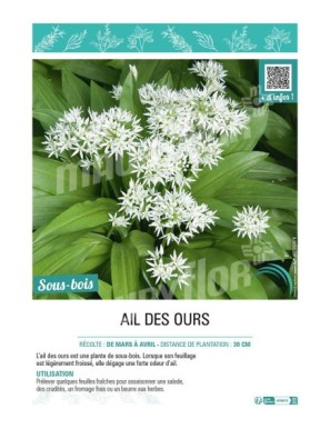 AIL DES OURS