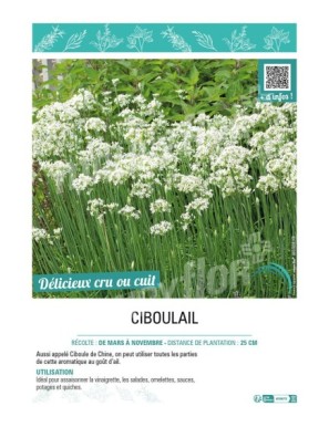 CIBOULAIL