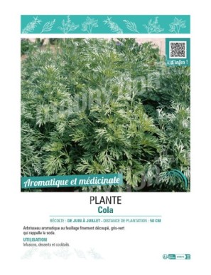 PLANTE COLA