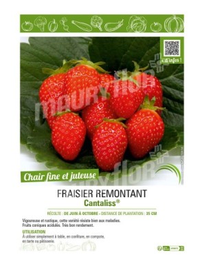 FRAISIER REMONTANT CANTALISS®