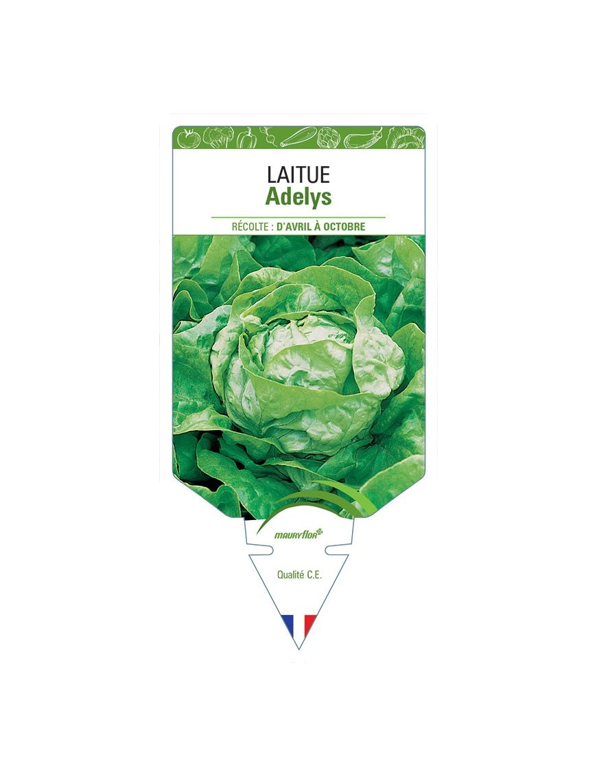 LAITUE ADELYS