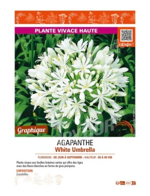 AGAPANTHUS (africanus) White Umbrella