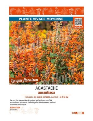 AGASTACHE aurantiaca