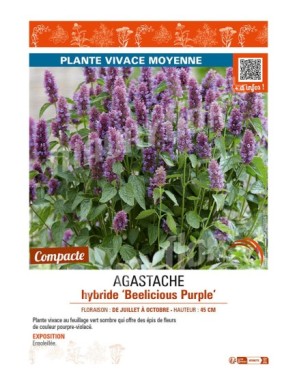 AGASTACHE hybride Beelicious Purple