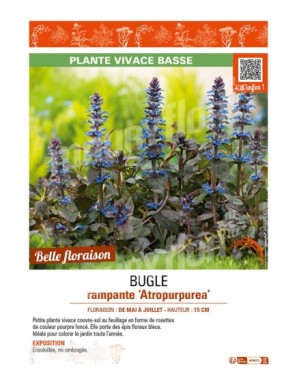 AJUGA reptans Atropurpurea voir BUGLE RAMPANTE