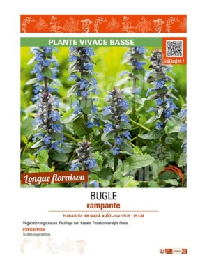 AJUGA reptans voir BUGLE RAMPANTE