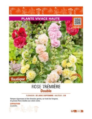 ALCEA rosea voir ROSE TRÉMIÈRE Double