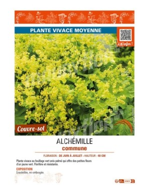 ALCHEMILLA mollis voir ALCHÉMILLE commune