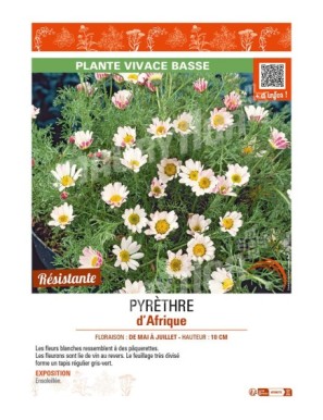 ANACYCLUS pyrethrum var depressus voir PYRÈTHRE d’Afrique