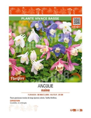 ANCOLIE naine