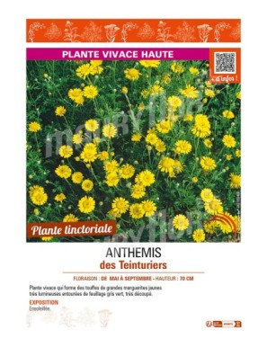 ANTHEMIS tinctoria voir ANTHEMIS des Teinturiers