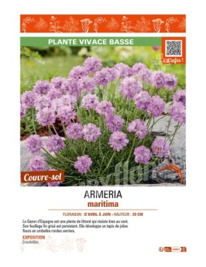 ARMERIA maritima