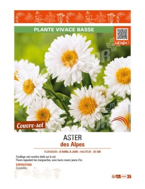 ASTER alpinus voir ASTER des Alpes (blanc)