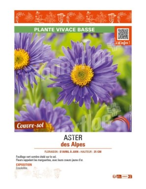 ASTER alpinus voir ASTER des Alpes (bleu)