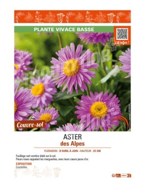 ASTER alpinus voir ASTER des Alpes (rose)