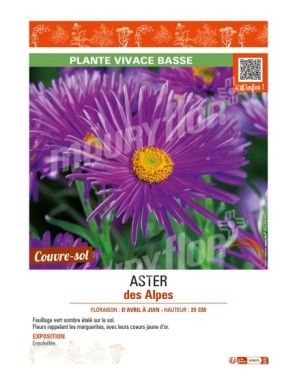 ASTER alpinus voir ASTER des Alpes (violet)