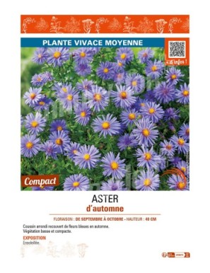 ASTER dumosus voir ASTER d’automne (bleu)