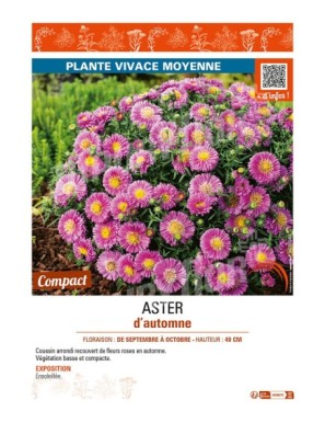 ASTER dumosus voir ASTER d’automne (rose)