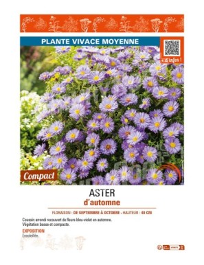 ASTER dumosus voir ASTER d’automne (violet)