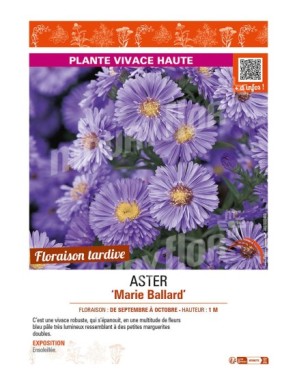 ASTER novi-belgii voir ASTER Marie Ballard