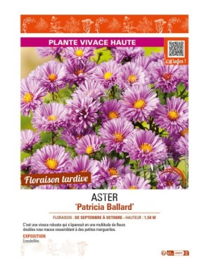 ASTER novi-belgii voir ASTER Patricia Ballard