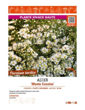 ASTER pringlei voir ASTER Monte Cassino