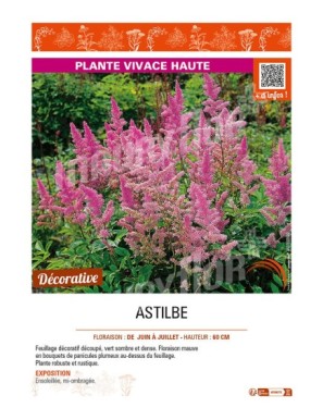 ASTILBE (arendsii mauve)